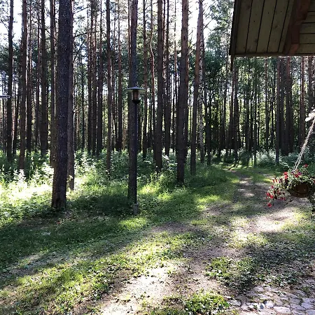 Forest House
